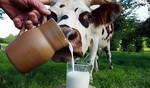 Молоко в питании человека