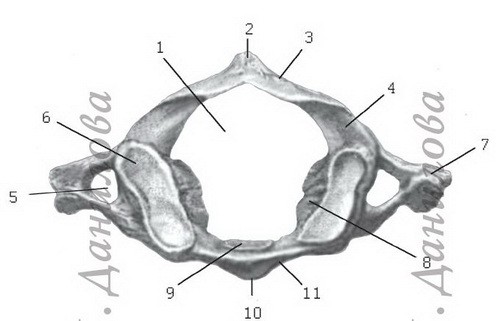 Первый шейный позвонок рисунок